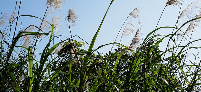 Utilizing common reed! – New technologies and procedures of water protection
