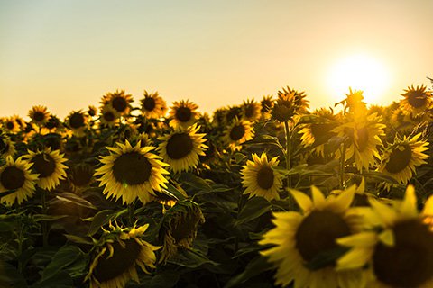 Sun flowers in a field